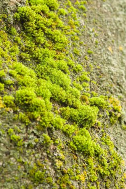 Dokulu bir yüzey üzerinde büyüyen canlı yeşil yosunların yakın çekimi
