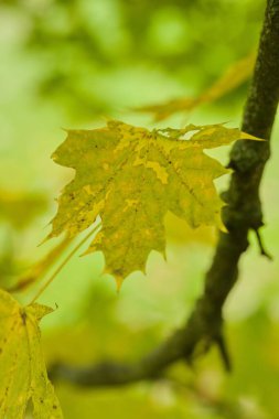 Bir dalda sarı bir akçaağaç yaprağının yakın plan görüntüsü, bulanık yeşil arka plan