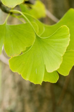 Canlı yeşil ginkgo biloba yapraklarının yakın plan çekimleri yumuşak odaklı arka plan