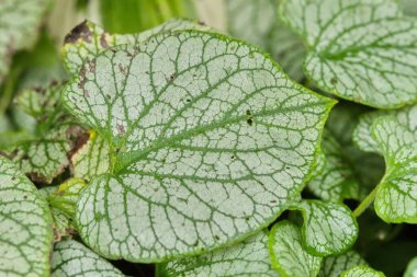 Karmaşık beyaz damarları ve desenli yüzeyi olan yeşil yaprakların yakın çekimi