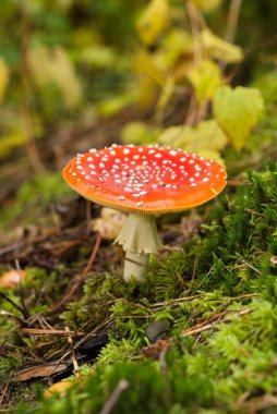 Yosun ve düşen yapraklarla çevrili yemyeşil orman zemininde büyüyen beyaz benekli canlı kırmızı bir mantar.