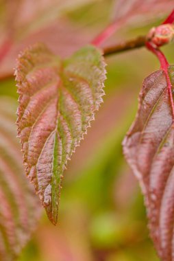 Yeşil ve kırmızımsı renk karışımı, tırtıklı kenarlar ve yumuşak odaklı arkaplan içeren desenli yaprakların yakın çekimi