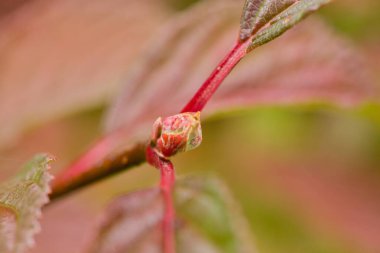 Kırmızı saplı ve yeşil yapraklı tomurcuklanan bir bitkinin yakın çekimi, doğada yeni bir büyüme olduğunu gösteriyor.