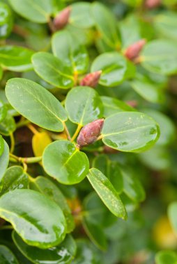 Pembe tomurcuklu yeşil yaprakların yakın çekimi, canlı yeşillikler ve yeni büyüme