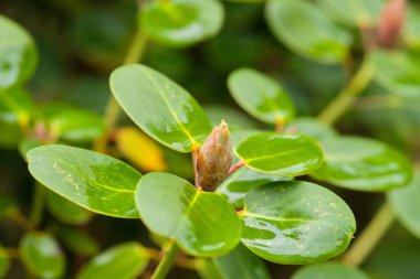 Merkezinde tomurcuklanan bir çiçek olan yeşil yaprakların yakın çekimi doğanın büyümesini ve yenilenmesini gösteriyor.