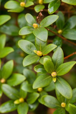 Tomurcuklu yeşil yaprakların yakın çekimi, yemyeşil yapraklar ve doğal büyüme