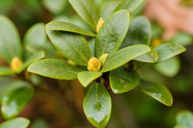 Tomurcuklu yeşil yapraklar, canlı yeşillikler ve doğal güzellikler sergileniyor.