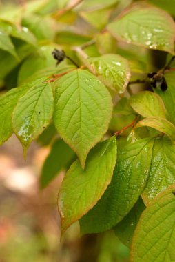 Parlak bir dokusu ve su damlacıkları olan yeşil yaprakların yakın çekimi