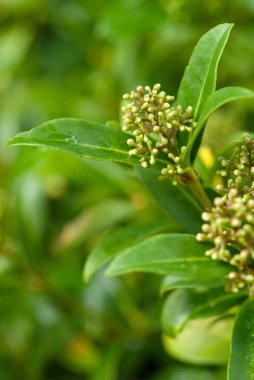 Küçük tomurcuklu yeşil yaprakların yakın çekimi, doğanın büyümesini ve güzelliğini gözler önüne seriyor.