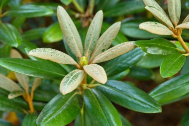 Sarımsı kenarları olan yeşil yaprakların yakın çekimi, çeşitli yapraklar sergiliyor.