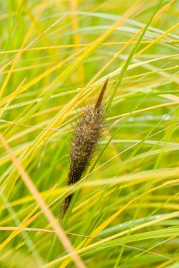 Canlı yeşil ve sarı çim yapraklarıyla çevrili çimenlerin yakın çekimi doğanın güzelliğini gözler önüne seriyor..