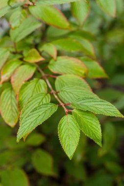 Tırtıklı kenarları olan yeşil yaprakların yakın çekim görüntüsü, yeşilin çeşitli tonlarını ve doğal bir arka planı göstermektedir.