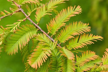 Yeşil ve turuncu eğreltiotu yapraklı bir dala yakın plan bulanık yeşil arka plan