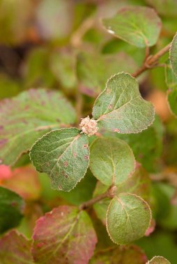 Hafif renk değişimi ve deseni olan yeşil yaprakların yakın çekimi doğal bitki detaylarını gösteriyor.