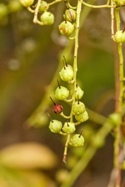Sarmaşıktan sarkan yeşil böğürtlenlerin yakın plan fotoğrafı.