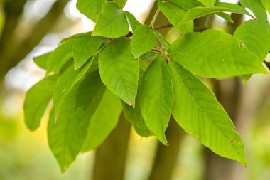 Bir ağaç dalındaki yeşil yaprakların yakın çekimi, dokularını ve canlı renklerini gözler önüne seriyor