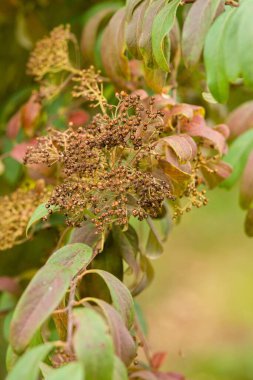 Yeşil ve kırmızımsı yapraklarla çevrili küçük, koyu dut kümeleri doğal bir bitki sahnesi sergiliyor.