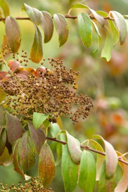 Kurumuş çiçek veya tohum kümeleri ile yeşil ve kahverengi yapraklar yakın çekim