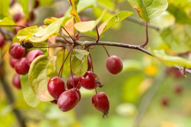 Yeşil ve sarı yapraklarla çevrili bir ağaç dalından sarkan kırmızı böğürtlenler.