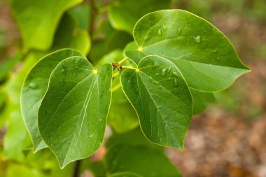 Su damlacıkları ile yeşil yaprakların yakın plan görüntüsü, dokularını ve canlı renklerini gözler önüne seriyor