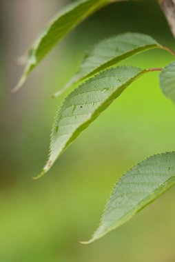 Bulanık yeşil arkaplanı olan yeşil yaprakların yakın çekimi