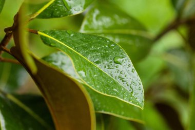 Su damlacıkları olan yeşil yaprakların yakın çekimi doğanın güzelliğini ve tazeliğini gözler önüne seriyor.