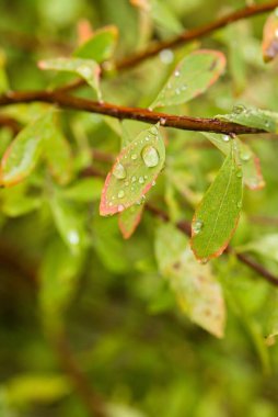 Su damlacıkları olan yeşil yaprakların yakın çekimi doğanın güzelliğini ve tazeliğini gözler önüne seriyor.