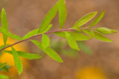 Bulanık arkaplanı olan yeşil yaprakların yakın çekimi