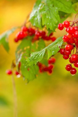 Yeşil yaprakların üzerindeki kırmızı dutların yakın çekimi, bulanık bir arka plan, doğanın güzelliğini ve canlı renklerini gözler önüne seriyor.