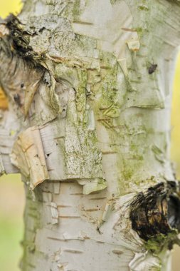 Huş ağacının kabuğunu kabuk soyma katmanları ve yeşil yosunlarla kapatın.