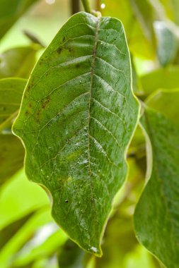Görünür damarları ve su damlacıkları olan yeşil bir yaprağın yakın çekimi