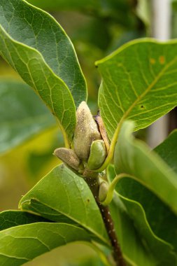 Yeşil yapraklarla çevrili bir manolya tomurcuğunun yakın çekimi