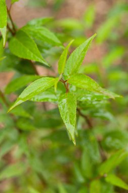 Parlak yüzeyi olan canlı yeşil yaprakların yakın çekimi, doğal bir ortamda taze yapraklar sergiliyor.