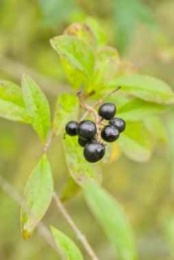 Yeşil yapraklı bir dalda, bulanık arkaplanı olan bir grup kara dut.
