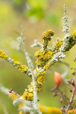 Yosun kaplı bir dala yakın plan, canlı sarı liken, yumuşak bulanık arkaplan