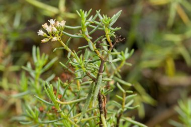 İnce yaprakları ve küçük beyaz çiçekleri olan yeşil bir bitkinin yakın plan çekimi, bulanık yeşil bir arka plan üzerine kuruludur.