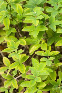 Değişik tonlara sahip yoğun yeşil yapraklar kümesi.