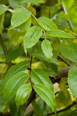 Bir dalın üzerindeki yeşil yaprakların yakın plan görüntüsü, arka planda bulanık yeşilliklerle çevrili olan dokularını ve şekillerini gösteriyor.