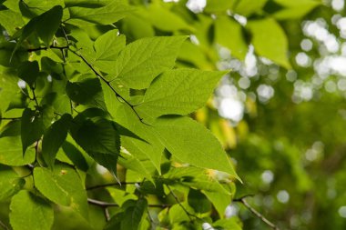 Arkaplanı bulanık, canlı yeşil yaprakların yakın plan görüntüsü. Yaprakların dokusunu ve detaylarını gösteriyor.
