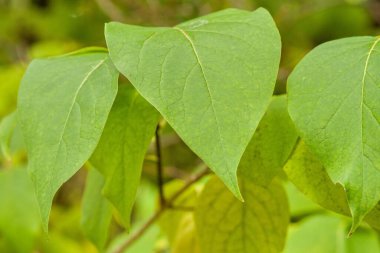 Dokulu yüzeyi olan yeşil yaprakların yakın çekimi, doğal güzelliklerini ve canlı renklerini gözler önüne seriyor.