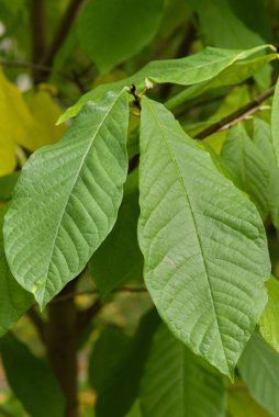 Bir ağaç dalındaki yeşil yaprakların yakın çekimi, dokularını ve şekillerini gösteriyor.