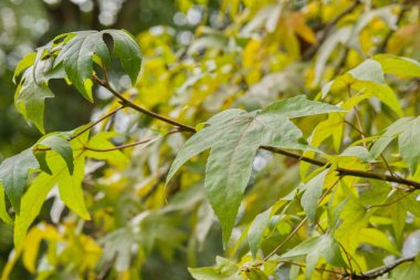 Bir dalın üzerindeki yeşil akçaağaç yapraklarının yakın çekim görüntüsü eşsiz şekillerini ve dokularını gözler önüne seriyor.