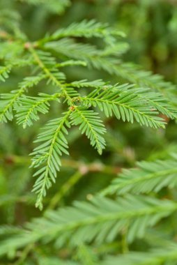 Yumuşak odaklı yeşil eğreltiotu yapraklarına yakın plan