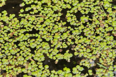 Suda yüzen küçük yeşil su bitkilerinin yakın çekim görüntüsü desenli bir yüzey oluşturur.