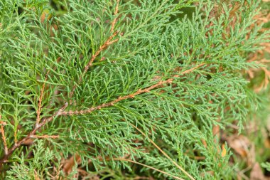 Yeşil bir kozalaklı yaprağa yakın çekim. İğne gibi ince yaprakları var.