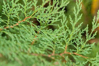 Yeşil yapraklara yakın çekim, narin, tüylü yapraklar.