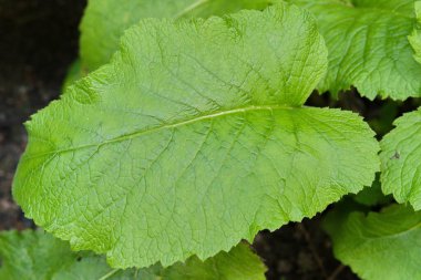 Geniş yeşil bir yaprağın yakın çekimi, dokulu bir yüzeye sahip, damarlarını ve canlı rengini gösteriyor.