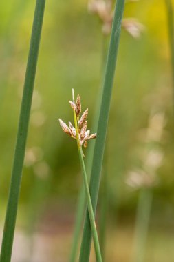 Sivri uçlu yeşil çimenlerin yakın çekimi, bulanık yeşil bir arka plan üzerine kuruludur.