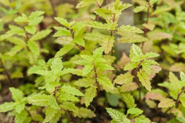 Tırtıklı kenarları olan canlı yeşil yaprakların yakın plan görüntüsü bahçedeki yemyeşil bir bitkiyi gözler önüne seriyor.