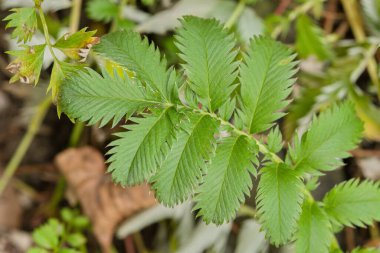 Diğer yapraklarla çevrili, tırtıklı kenarları olan yeşil eğreltiotu benzeri bir bitki yaprağına yakın plan.